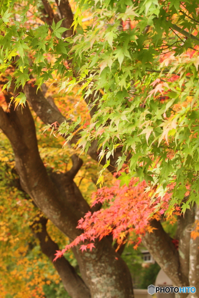 紅葉2018