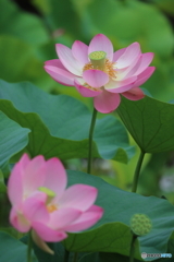 蓮
