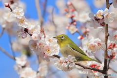 めじろ