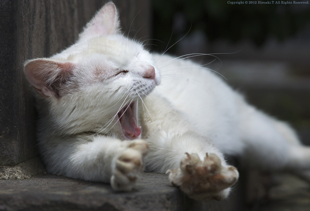 Cat in Yanaka Ⅸ -Yawning-