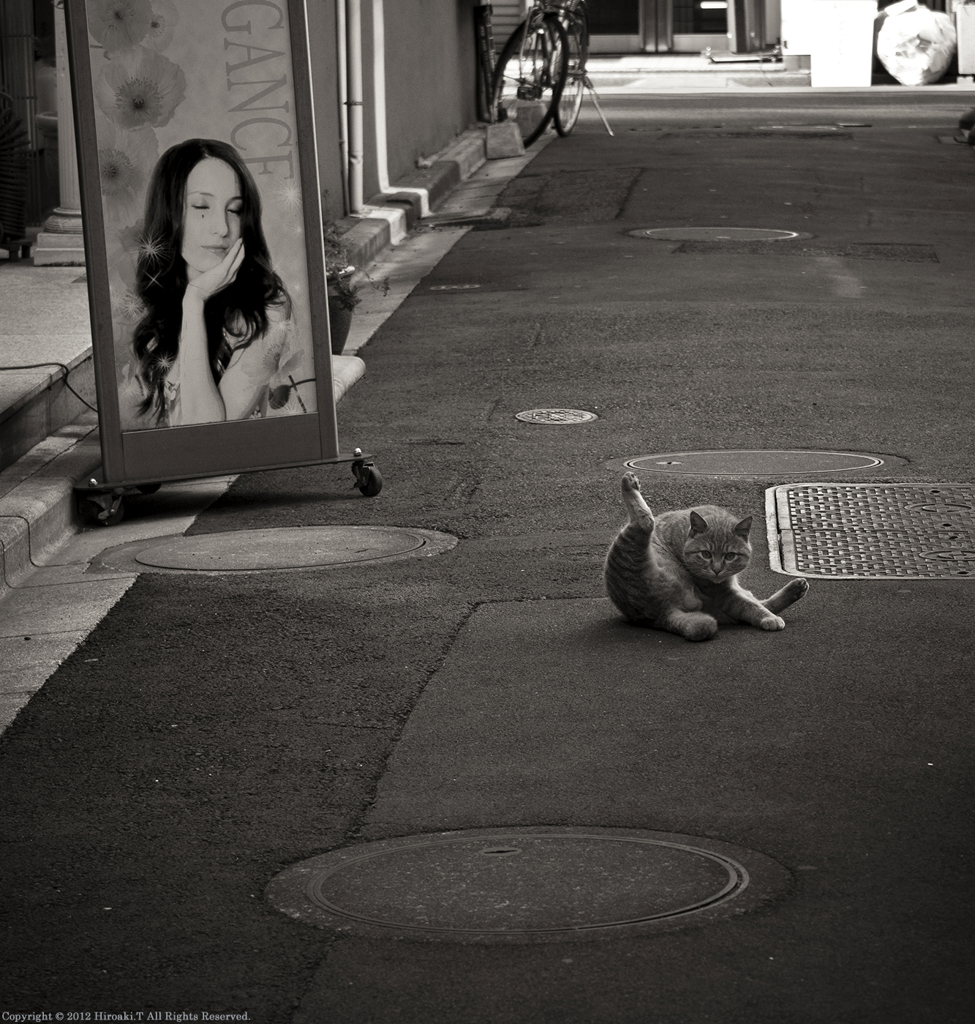 Alley Cat