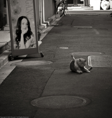 Alley Cat