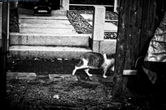 Cat in Yanaka Ⅷ