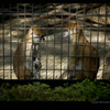  Zoo XVII - Conversing -