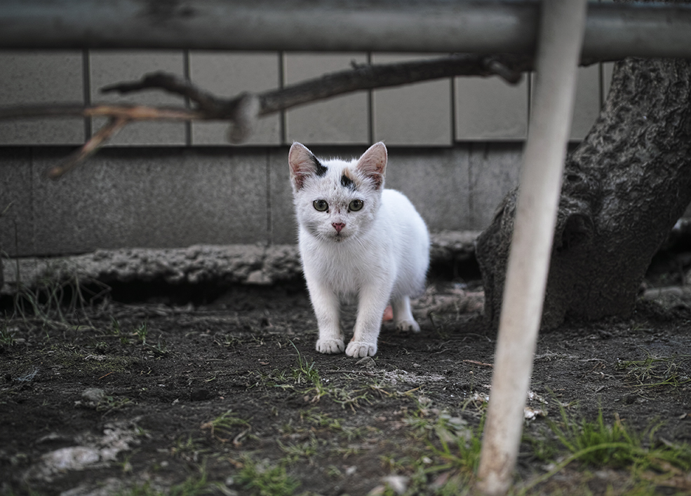 Felis Ⅸ