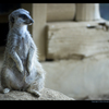 Zoo XII - Watching -