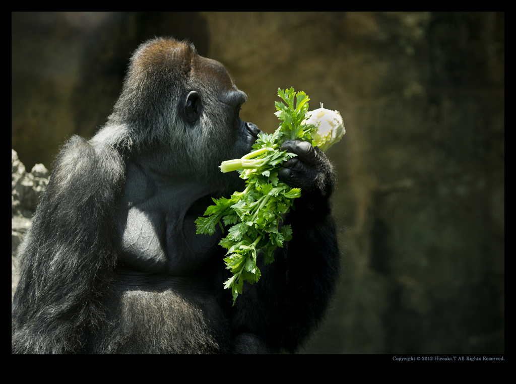 Zoo Ⅷ - Eating enough -