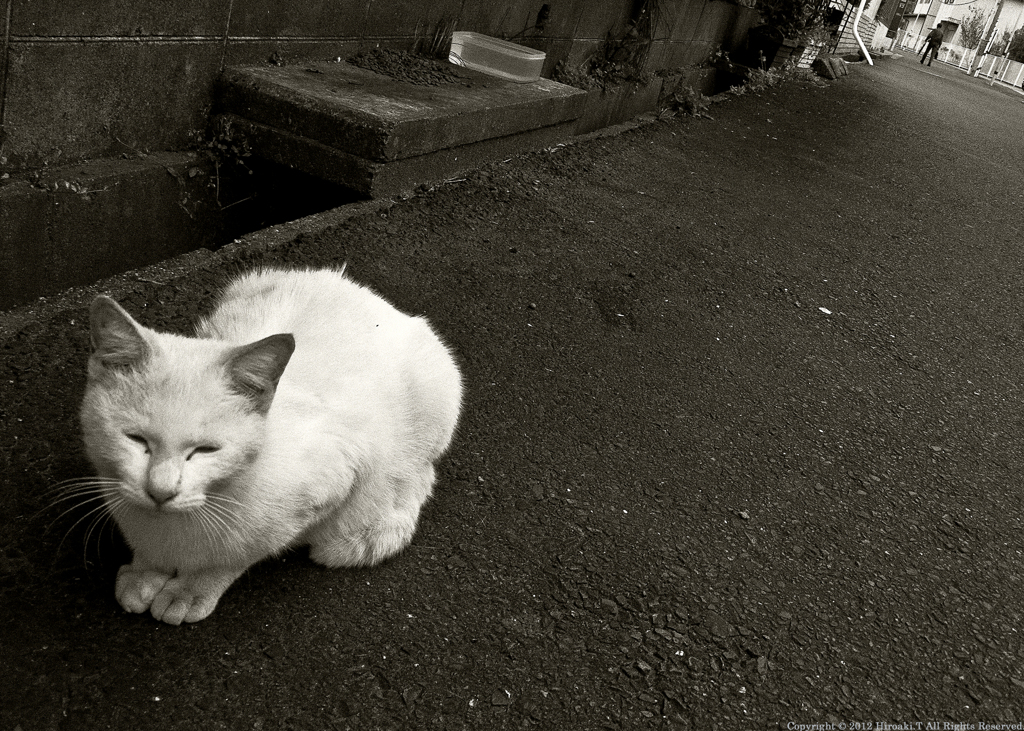 A Contented Smile