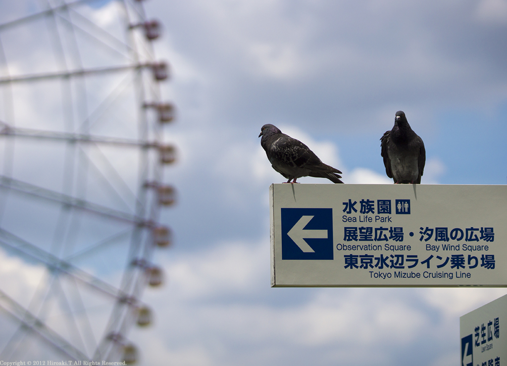 Pigeons