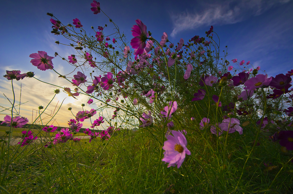 My Cosmos - A Blast of Wind -