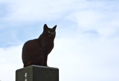 Lord of the Cats