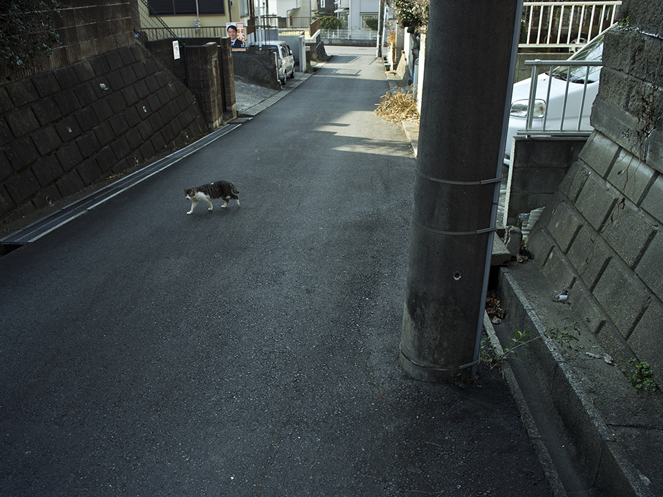 Felis Ⅲ