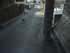 Felis Ⅲ