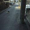 Felis Ⅲ