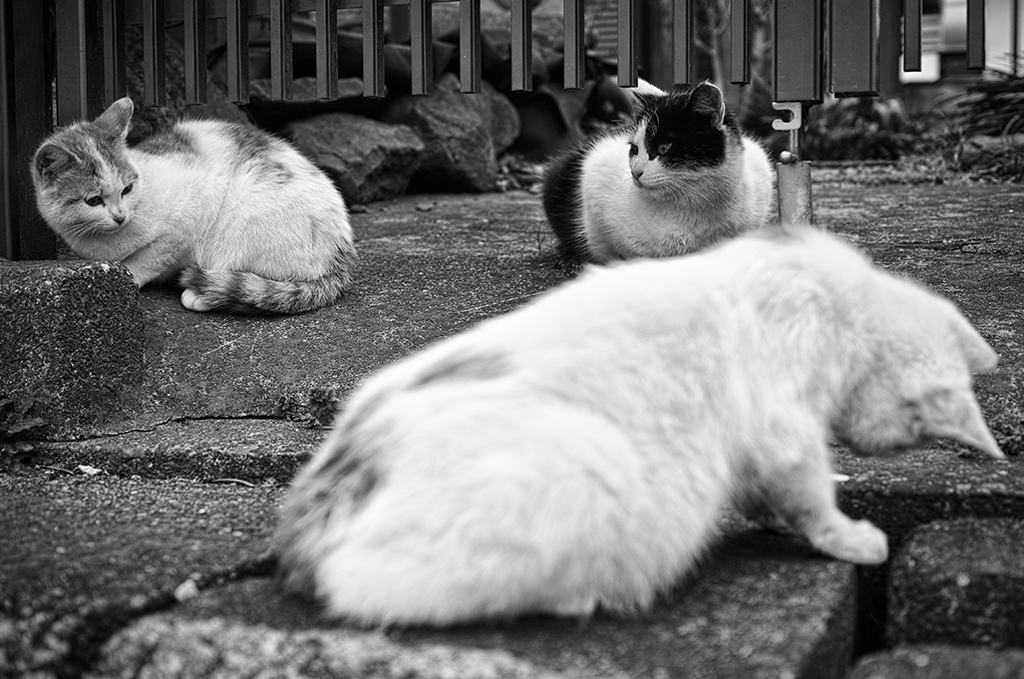Felis XI