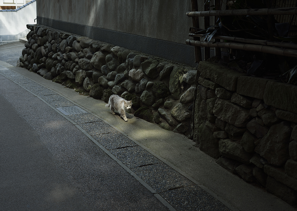 春の木洩れ陽