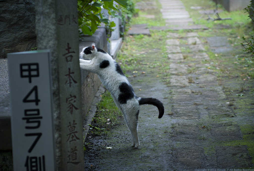 Cat in Yanaka