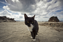 Cat on the Beach