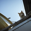 Felis Ⅹ - 偵察 -