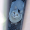 Felis Ⅱ