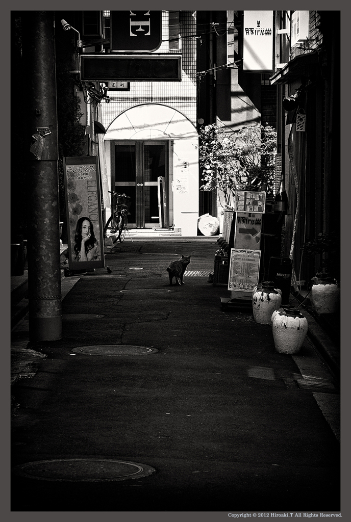 Stray Cat Blues