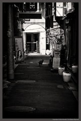 Stray Cat Blues