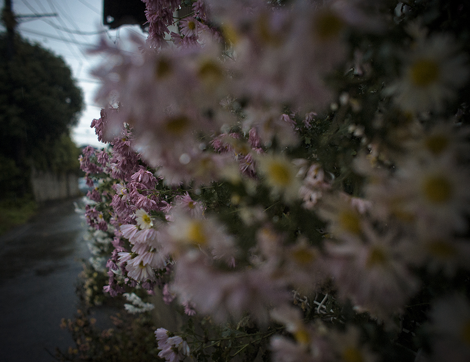 Late Autumn Scene -小さな秋- Ⅳ 残菊