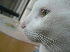 20080410臭屎东08