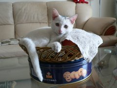 20070505东猪02