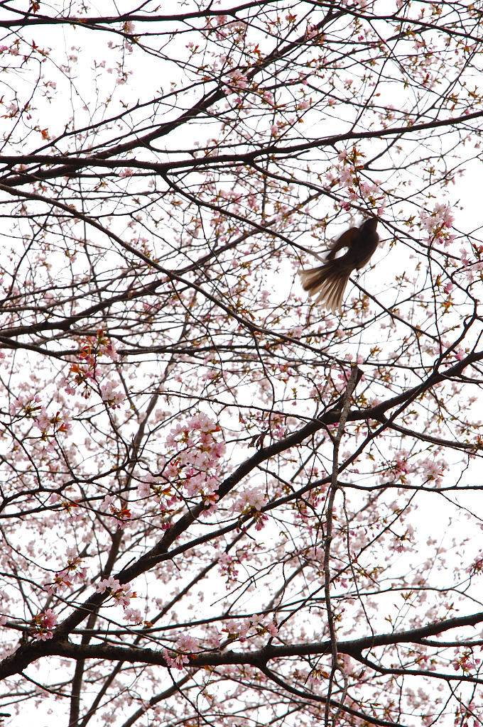 花鳥風月