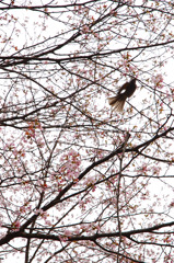 花鳥風月