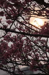 桜と太陽