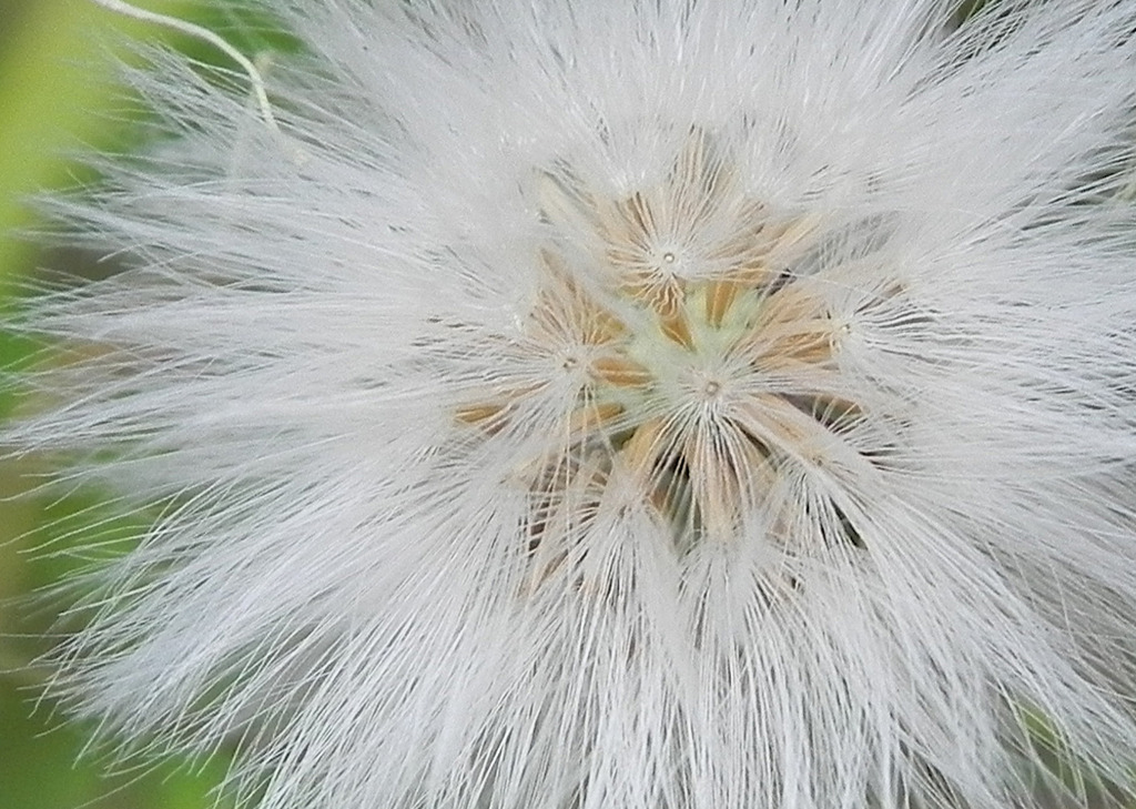 tanpopo