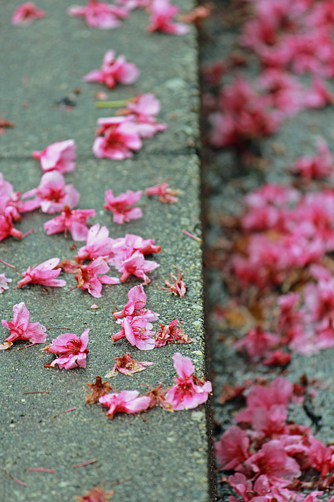 桜の季節も過ぎて