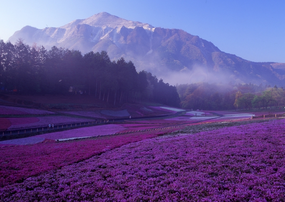 芝桜の丘　