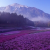 芝桜の丘　