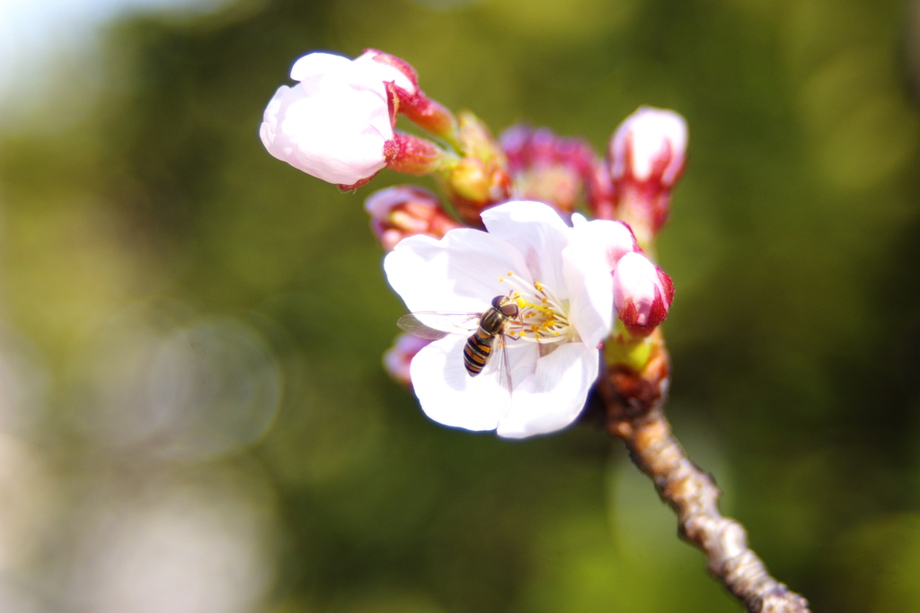 住吉堤防桜　ハッチ