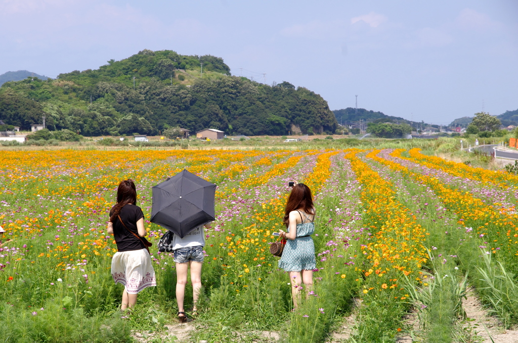 コスモスに君と