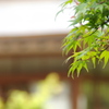 長府庭園　青もみじ