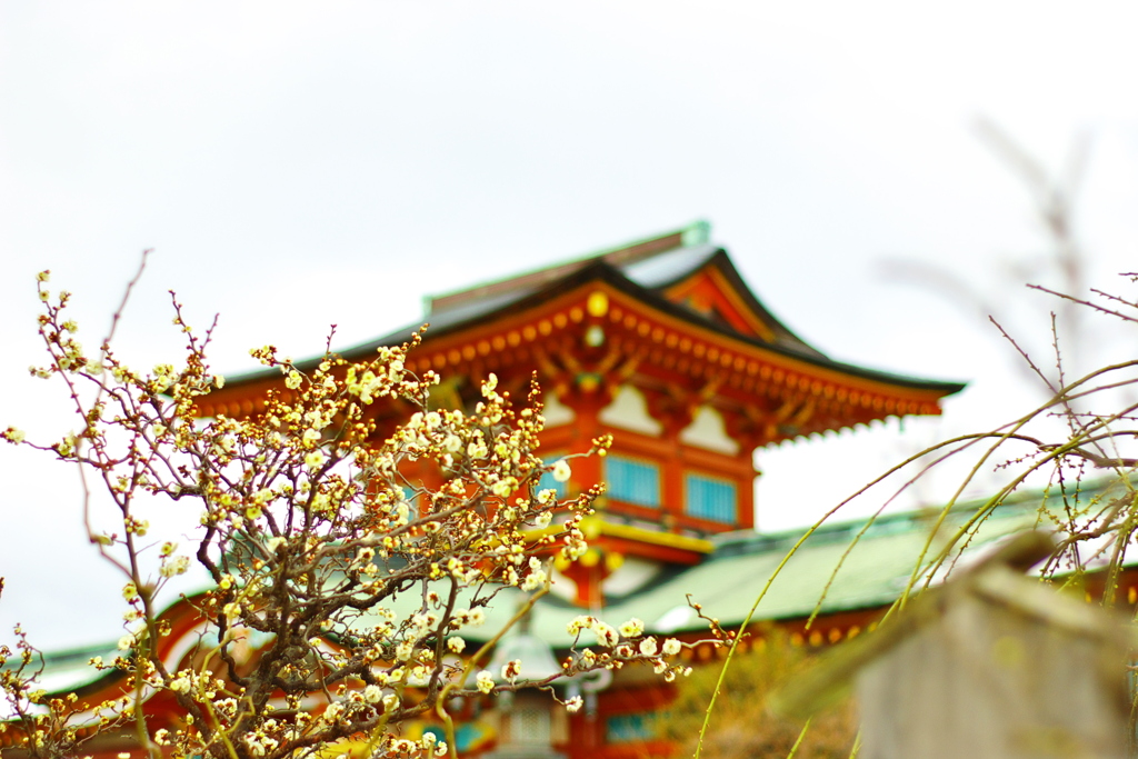 防府天満宮　梅まつり