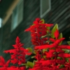 赤い花と木造校舎