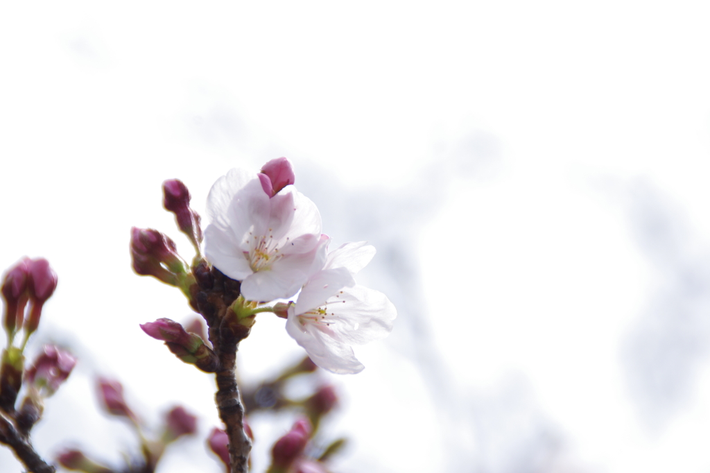 純白の桜