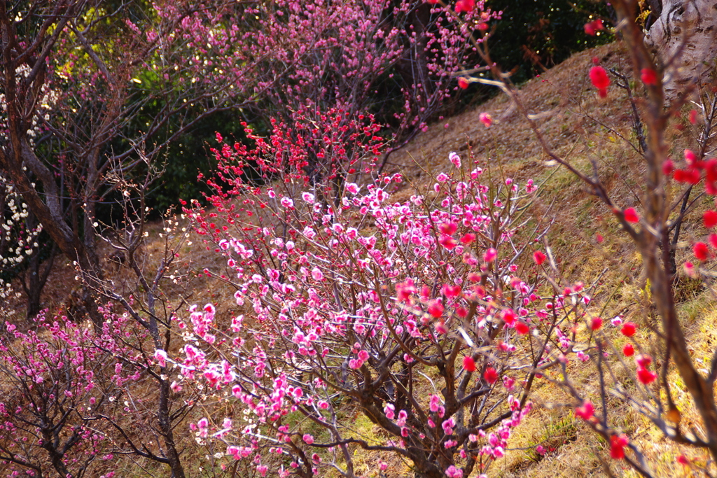 冠山梅の里 梅3