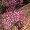 冠山梅の里 梅3