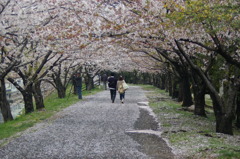 住吉堤防のさくら