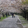 住吉堤防のさくら