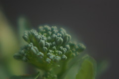 ブロッコリー　ｸﾛｰｽﾞｱｯﾌﾟ