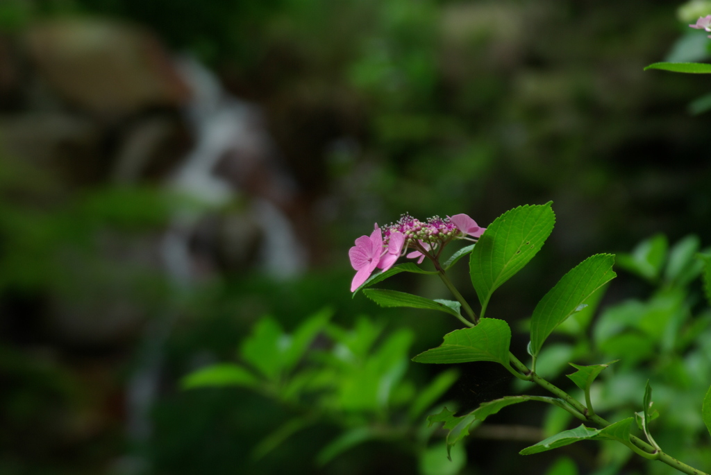 可憐に咲く一輪の花