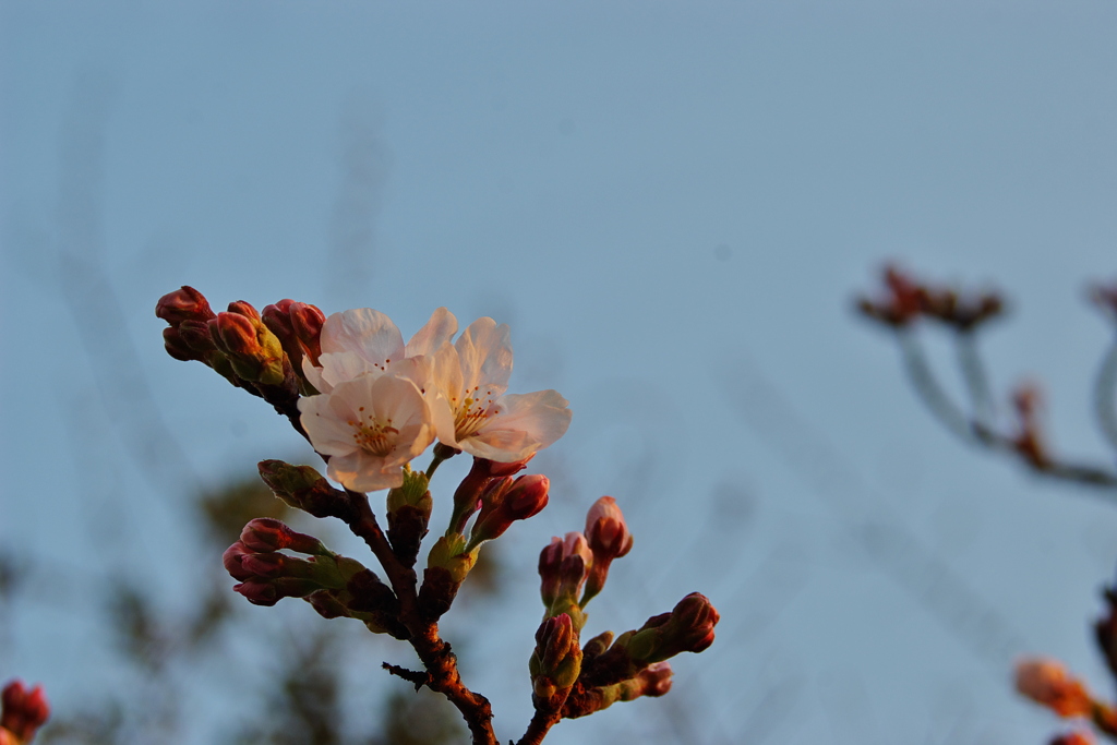 住吉堤防桜夕暮れ