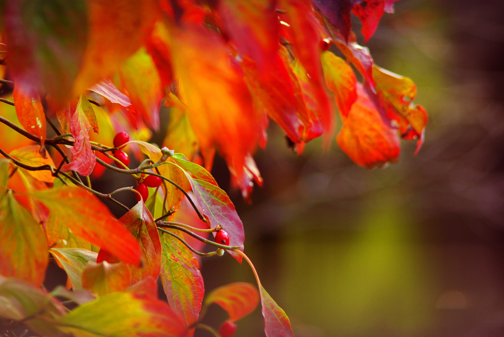 紅玉ﾊﾟﾝﾁ　柵のすきまより